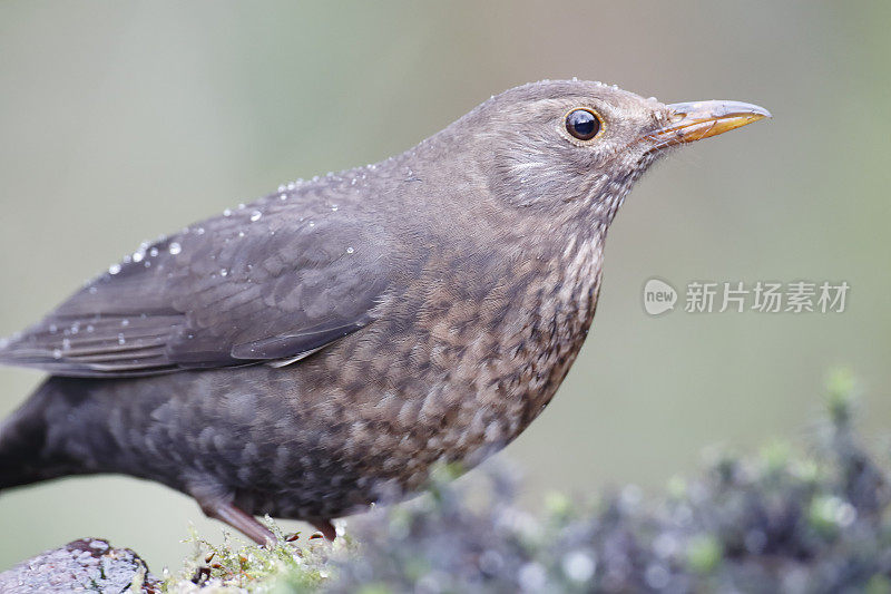 黑鸟(Turdus merula)女性肖像